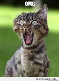 OMG Hockeyz?! - Excited cat Hi - quickmeme