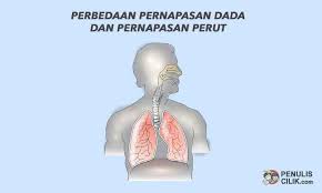Perbedaan Pernapasan Dada Dan Pernapasan Perut Ini Penjelasannya Penulis Cilik