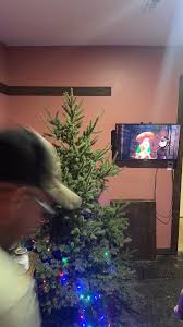 #timelapse #christmas #2024 #fyp