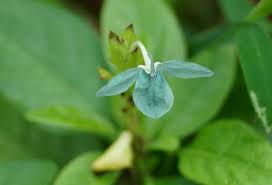 Image result for Crossandra puberula