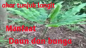 We did not find results for: Manfaat Daun Dan Bunga Akar Tunjuk Langit Youtube