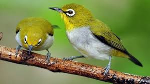 Banyak faktor yang harus untuk menunjang agar burung trucukan bisa seperti diatas. Cara Memilih Burung Pleci Yang Bagus Dan Cara Perawatannya