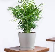 31 Low Light Houseplants That You Shouldn T Miss Out In 2020 Large Indoor Plants Household Plants Plants