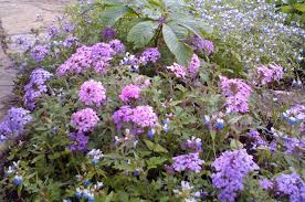 Image result for foto verbena