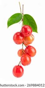 Image result for Synsepalum