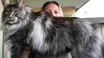 DARK MOON MAINE COONS - Home