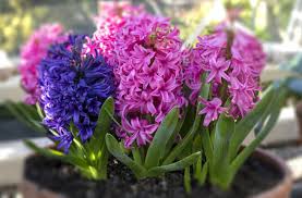 Sümbül çiçeği de tıpkı diğer çiçekler gibi evlerin renklenmesinde ve huzurlu olmasında etkili bir çiçektir. Sumbul Cicegi Bakimi Ve Yetistirilmesi Nasil Olmali Puf Noktalar Evim