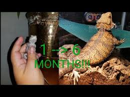 Bearded Dragon Growth From One To Six Months Youtube