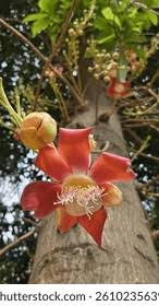 Image result for Lecythidaceae