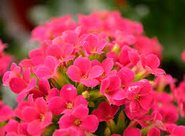Bracts have small tufts of cottony hair near each base. 16 Of Our Favorite Easter Plants Flowers English Gardens