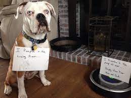 We did not find results for: When Roomba Meets Dog Poop Dad S Poopocalypse Story Goes Viral The Dog People By Rover Com