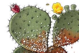 The prickly pear fruit seeds are a great source of linoleic. The Bugs That Make You See Red Texas Co Op Power