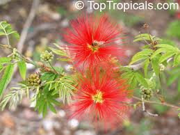 Image result for Calliandra tweedii