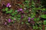 Image result for Polygala ohlendorfiana