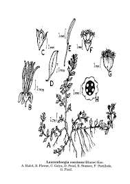 Image result for Laurembergia