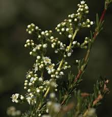 Image result for Panicum chambeshii