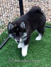 Pomsky puppies for adoption tiny micro teacup pomsky mini pomsky puppies for sale. Pomsky Puppies For Sale In Pa Pomskies
