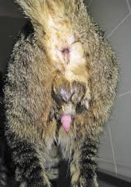 Paraphimosis, which happens when the foreskin, once retracted, gets stuck behind the head and cannot return to its natural location. Chapter 73 Priapism In Dogs Veterian Key