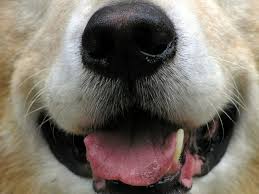 Dog noses secrete a thin layer of mucus that helps to absorb scent chemicals, says dr. Got A Sick Dog How To Check Your Dog S Vital Signs Gums Pulse Temperature The First Time Dog Owner Guide