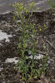 Image result for Senecio cryphiactis