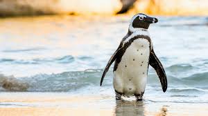 Image result for penguin