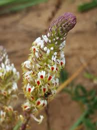 Image result for Hebenstretia