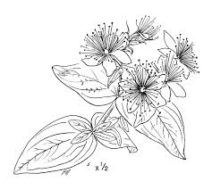 Image result for Humularia meyeri-johannis