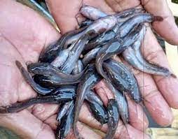 Makanan ikan keli untuk cepat besar | penternakan ikan keli. Lokasi Budidaya Ikan Keli Yang Bagus Dan Strategi Untuk Pemula