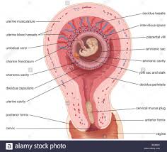 Pin Na Doske Anatomy