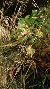 Image result for Agrostis continuata