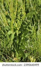 Image result for Ophioglossaceae