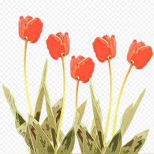 Bingkai undangan pernikahan dengan warna biru tentu bisa menjadi pilihan dalam mendesain undangan. Bunga Undangan Pernikahan Tulip Bunga Potong Kelopak Daffodil Tanaman Hias Batang Tanaman Merah Png Klipartz