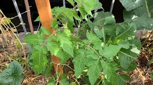 They can be many colors, but we often see the red/pink ones. Tomato Seedlings Turning Yellow 8 Reasons And Easy Solutions Eco Family Life