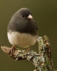 Birds That Start With I Great Site For Identifying Birds Start With Color Location Or Size Among Other Attributes And Start Narrowing Down The Search With Images Birds Pet Birds Pretty Birds
