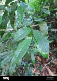 Image result for Pauridiantha