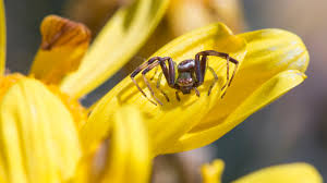 Image result for Arthropteris anniana