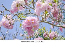 Image result for Tabebuia heterophylla