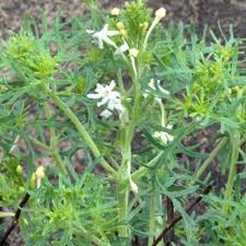 Image result for Chascanum schlechteri