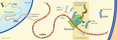 It occurs in the cytoplasm following transcription and, like transcription, has three stages: 4 7 Translation Of Rna To Protein Biology Libretexts