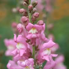 Image result for Antirrhinum
