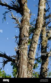 Image result for Acacia cornigera