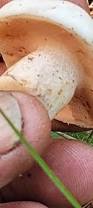 Image result for Suillus weaverae