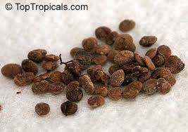 Image result for Searsia dentata