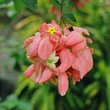 Image result for Mussaenda rivularis