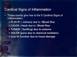 Definition Types Vascular Events Of Inflammation