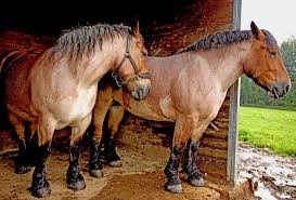 The ardennes horse, also known as ardennais or ardennes, is an ancient breed of european heavy draft horses that have been bred in the ardennes region for more than 2,000 years. Equine 411 All About The Ardennes Horse Breed