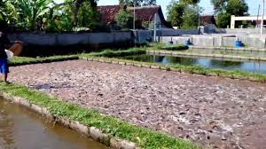 Ikan Lele Kolam Terpal Outdoor Decor Youtube Videos