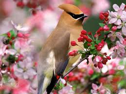 Maybe you would like to learn more about one of these? Birds And Flowers Desktop Wallpapers Top Free Birds And Flowers Desktop Backgrounds Wallpaperaccess