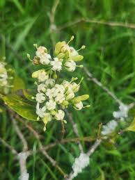 Image result for Pavetta gardeniifolia