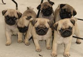 You'll receive email and feed alerts when new items arrive. Selecting A Pug Puppy Male Pug Versus Female Pethelpful By Fellow Animal Lovers And Experts